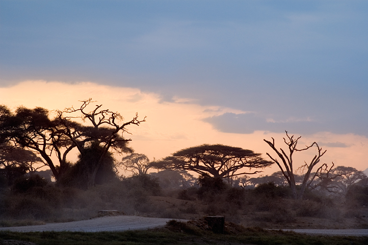Trees, Amoseli National Park, Kenya