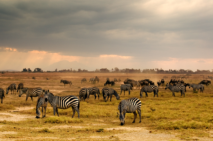 Zebras, Amoseli National Park, Kenya