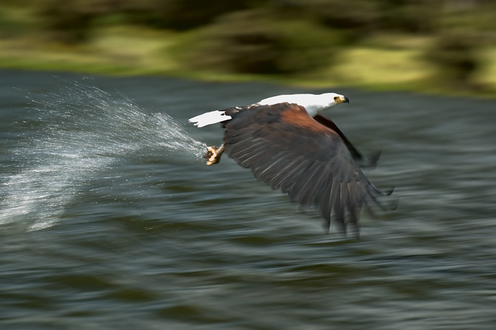 African Fishing Eagle, Lake Naivasha National Park, Kenya  