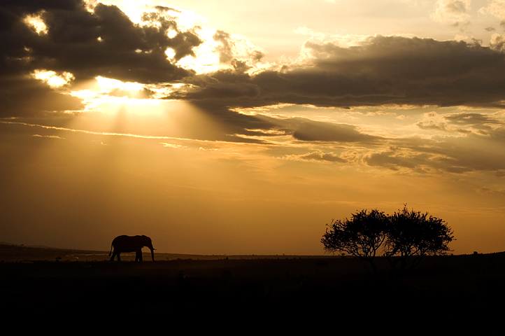 Elephant, Sunset, Masai Mara National Reserve, Kenya  