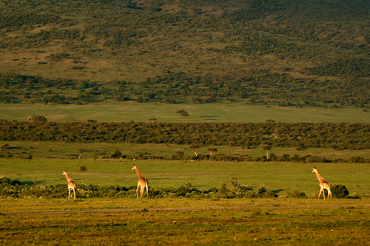 Giraffes, Masai Mara National Reserve, Kenya