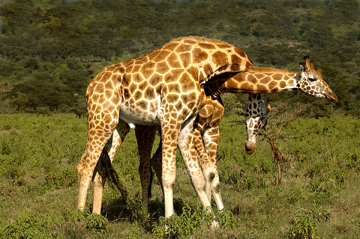 Giraffes, Masai Mara National Reserve, Kenya 01