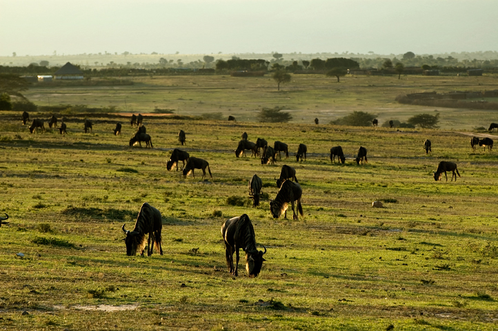 Wildebeests, Masai Mara National Reserve, Kenya