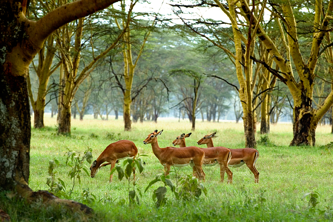 Antelops, Nakuru National Park, Kenya 01  