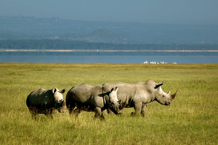 White Rhinoes, Nakuru National Park, Kenya