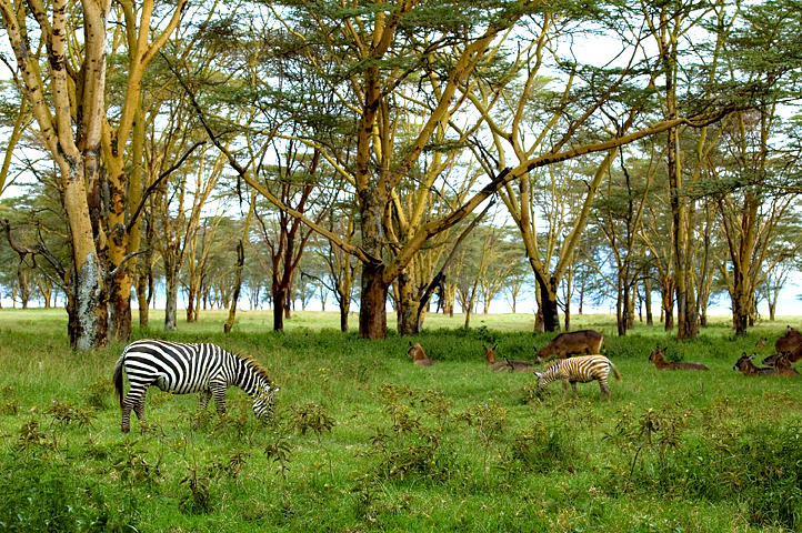 Zebra, Nakuru National Park, Kenya