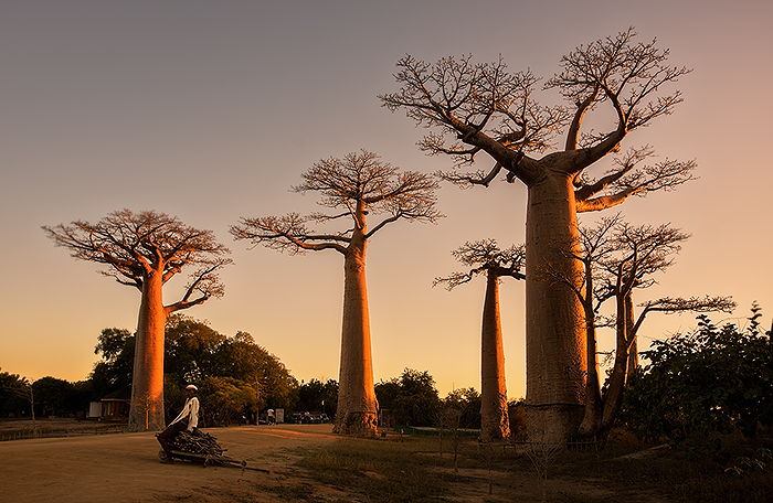 Baobab Alley, Morondava 02  