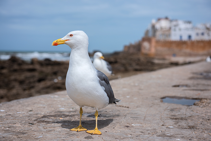 Essaouira 11