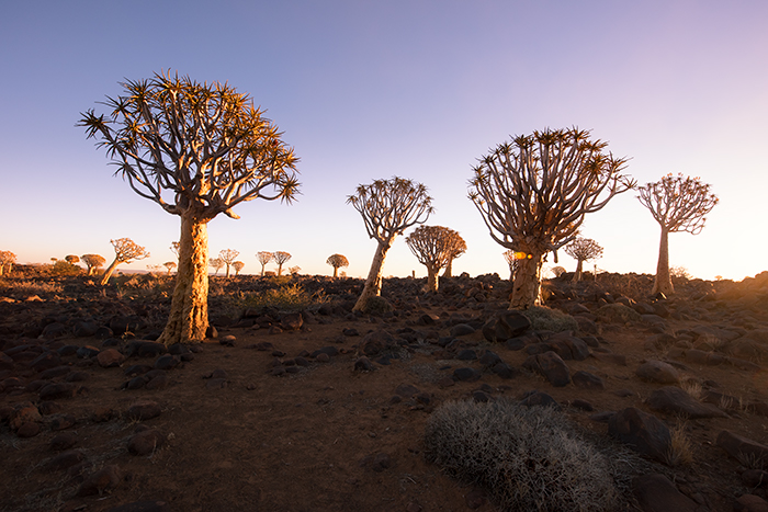 Quiver Tree Forest 01