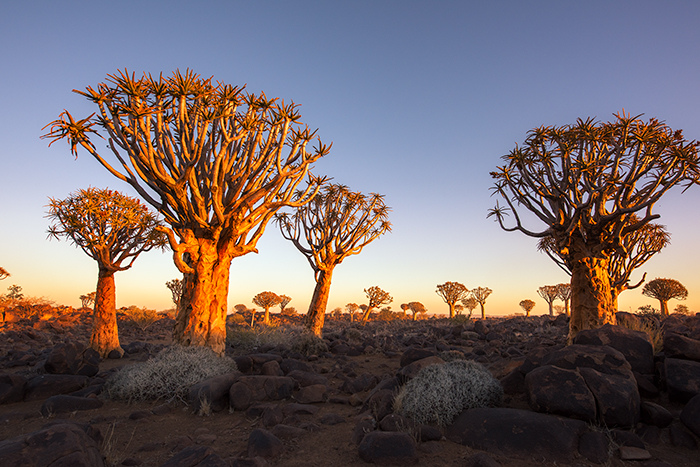 Quiver Tree Forest 02  