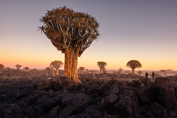 Quiver Tree Forest 03