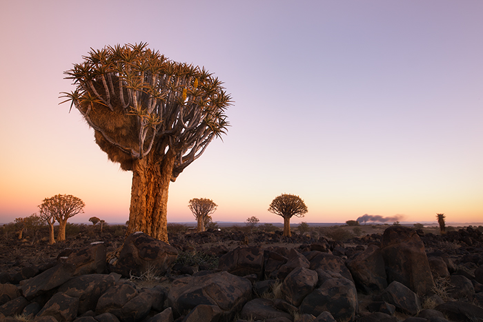 Quiver Tree Forest 04