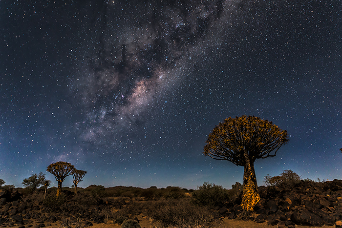 Quiver Tree Forest 05