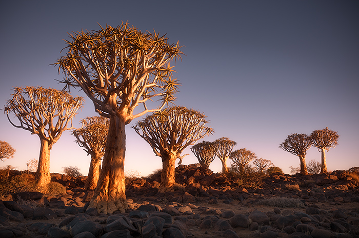 Quiver Tree Forest 07
