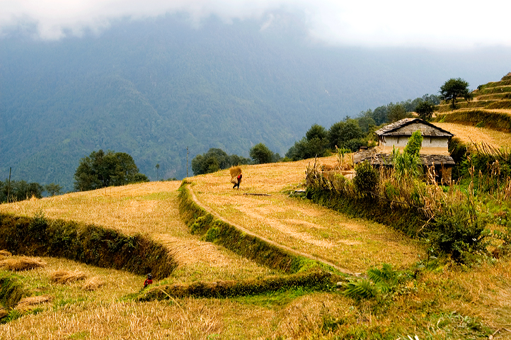 Terrace,  Annapurna Base Camp, Nepal 03
