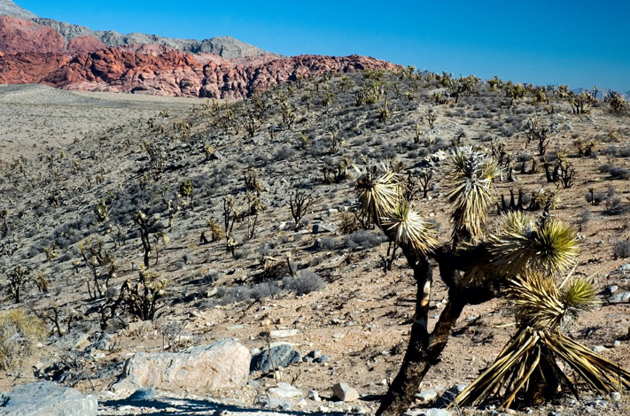 Calico Hills, Red Rock Canyon