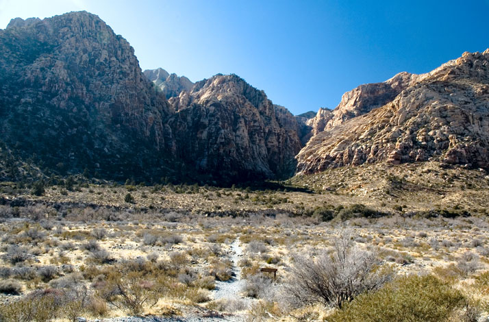 Ice Box Canyon, Red Rock Canyon