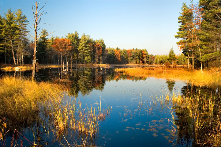 Wildlife Pond, Beaver Brook, Hollis, NH 02