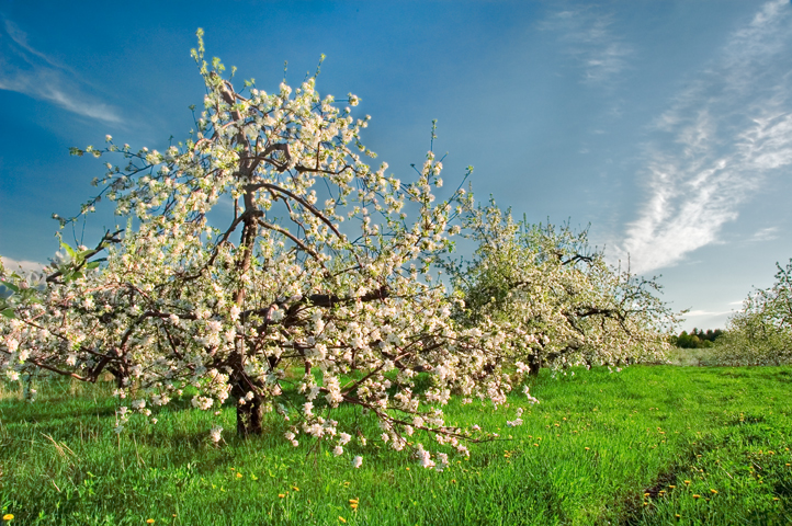 Woodmont Apple Orchard, Hollis, NH 11