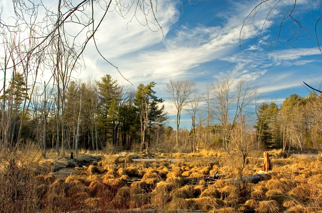 Trail in Nashua, NH 01