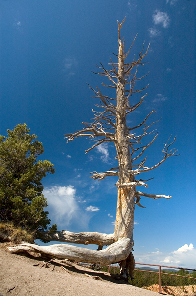 Black Birch Canyon, Bryce Canyon National Park 06