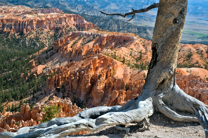 Black Birch Canyon, Hoodoos, Bryce Canyon National Park 04