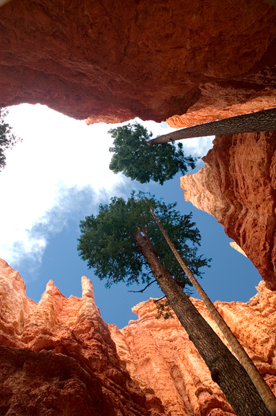 Navajo Loop, Douglas Fir in Wall Street Gorge, Bryce Canyon National Park 09
