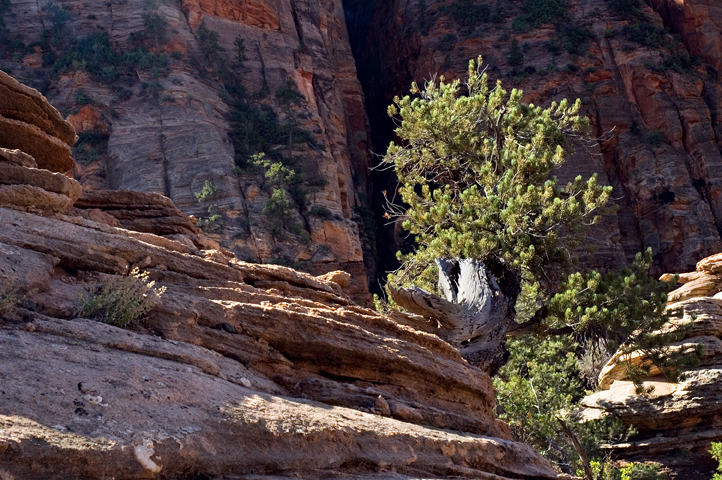 West Temple, Zion National Park 01