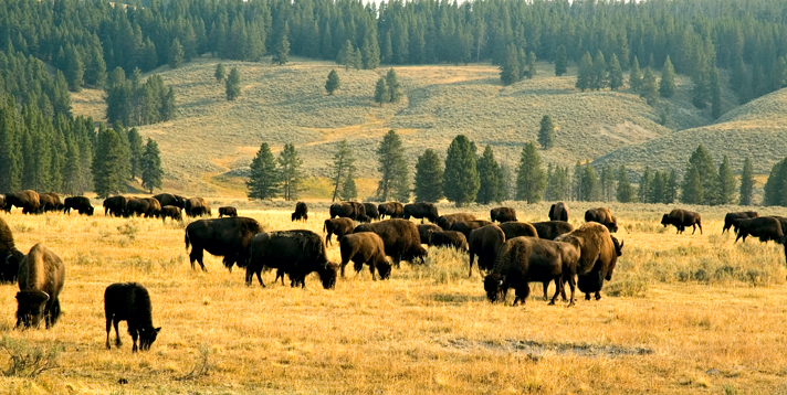 Meadow, Bison, Yellowstone National Park 01