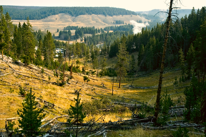 Meadow, Mud Vocano, Yellowstone National Park